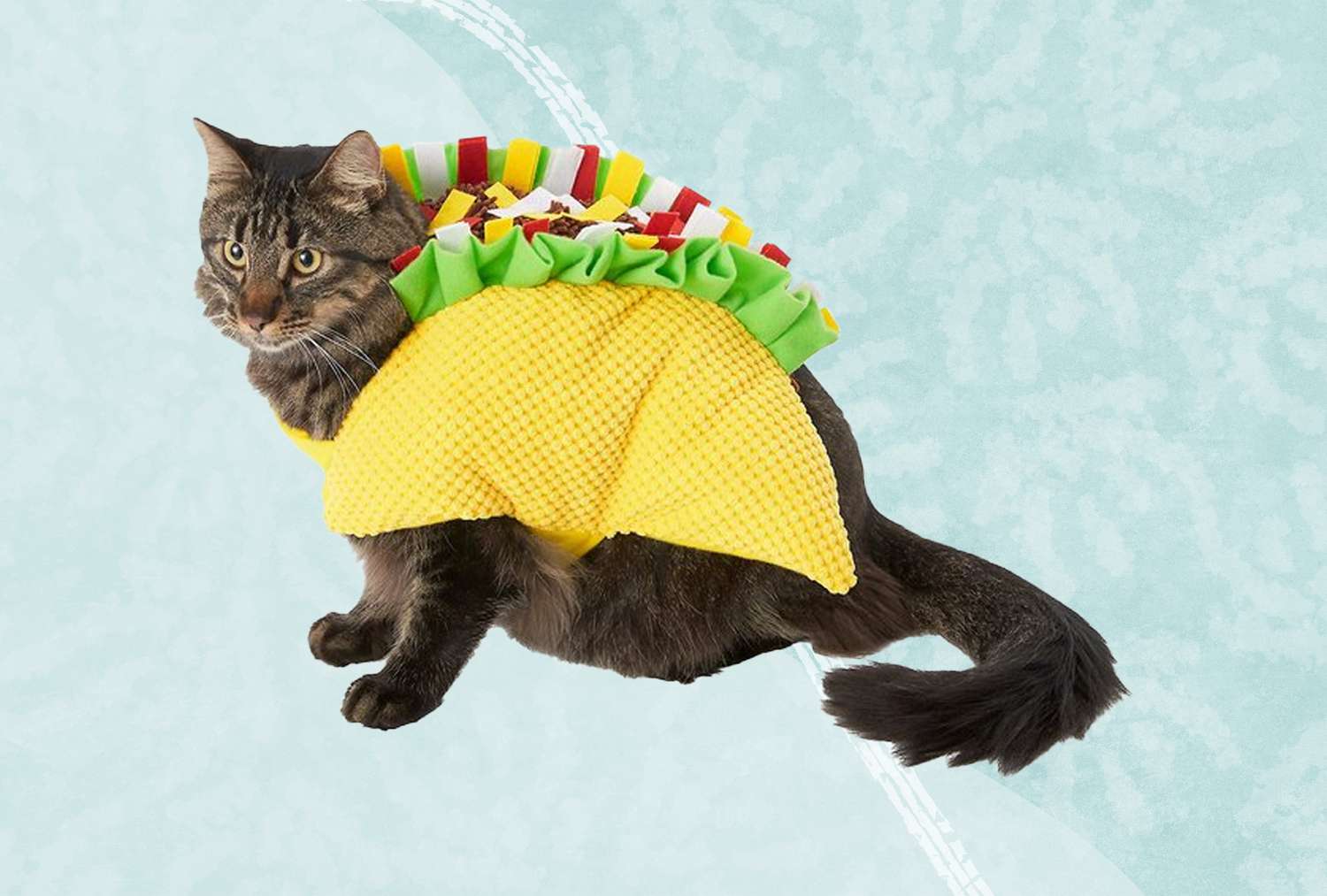 Best of Pictures of kittens in costumes