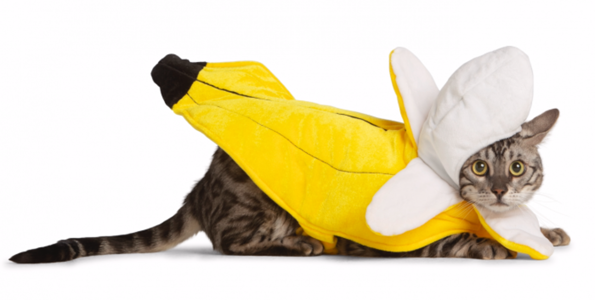 pictures of kittens in costumes