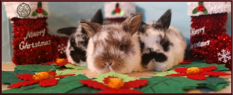 bojana vujadinovic recommends new brown bunnies pic