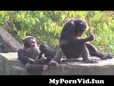 alexander boss recommends girl fucked by chimp pic