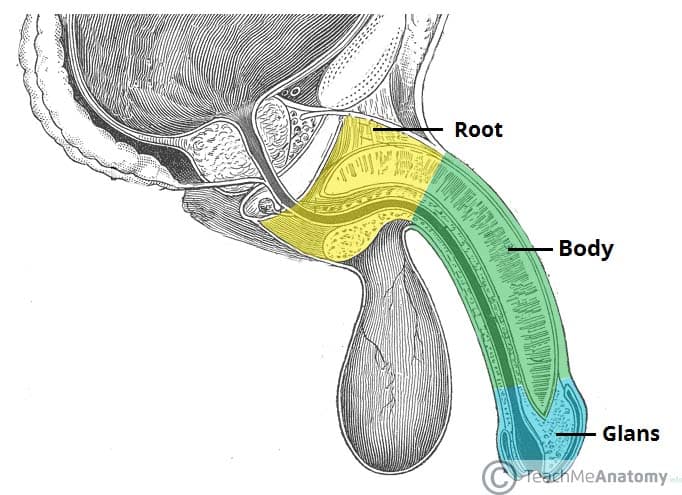 daniel s fleming recommends dick in your ear pic