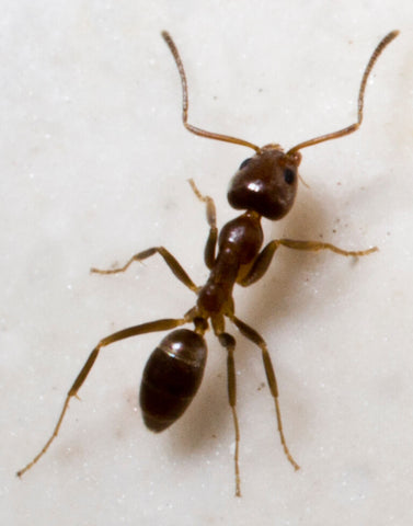 ants with big butts