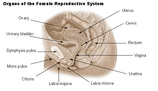 ahmed belhaj recommends What Is Cleft Of Venus