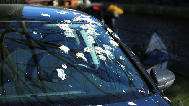 chris aoyama add photo pooping out car window