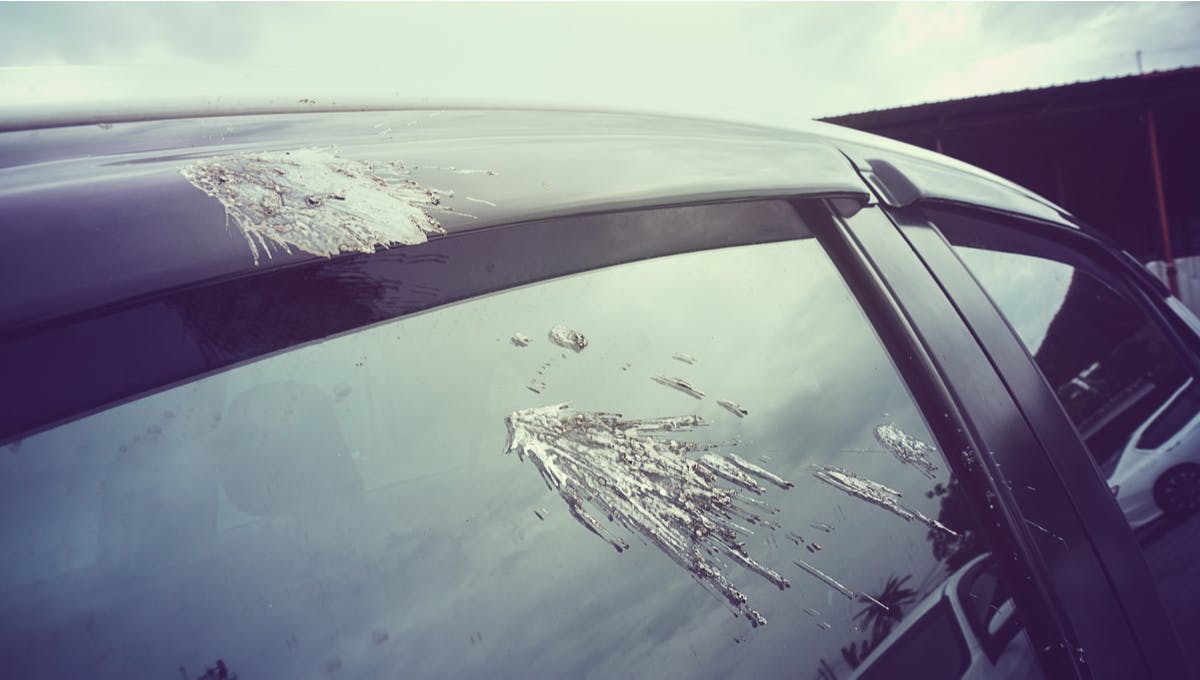 billy clemens recommends Pooping Out Car Window