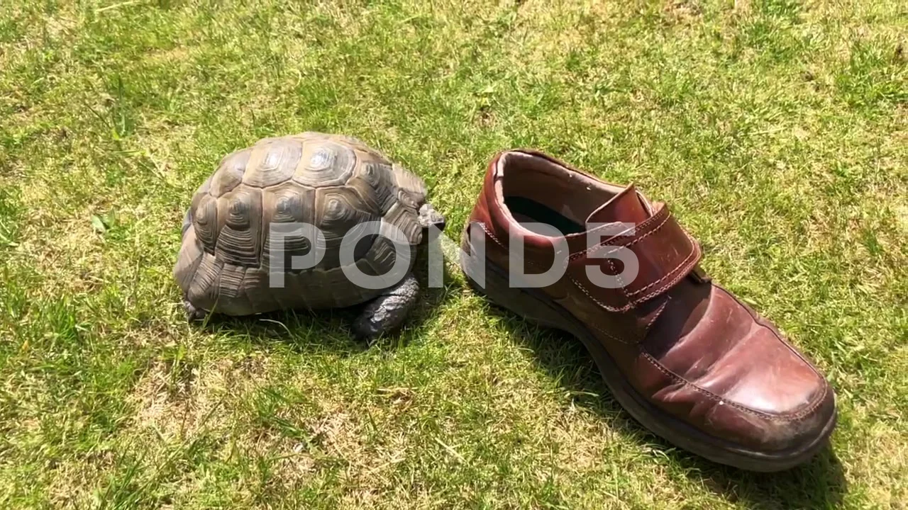 Turtle Having Sex Shoe stop shooting