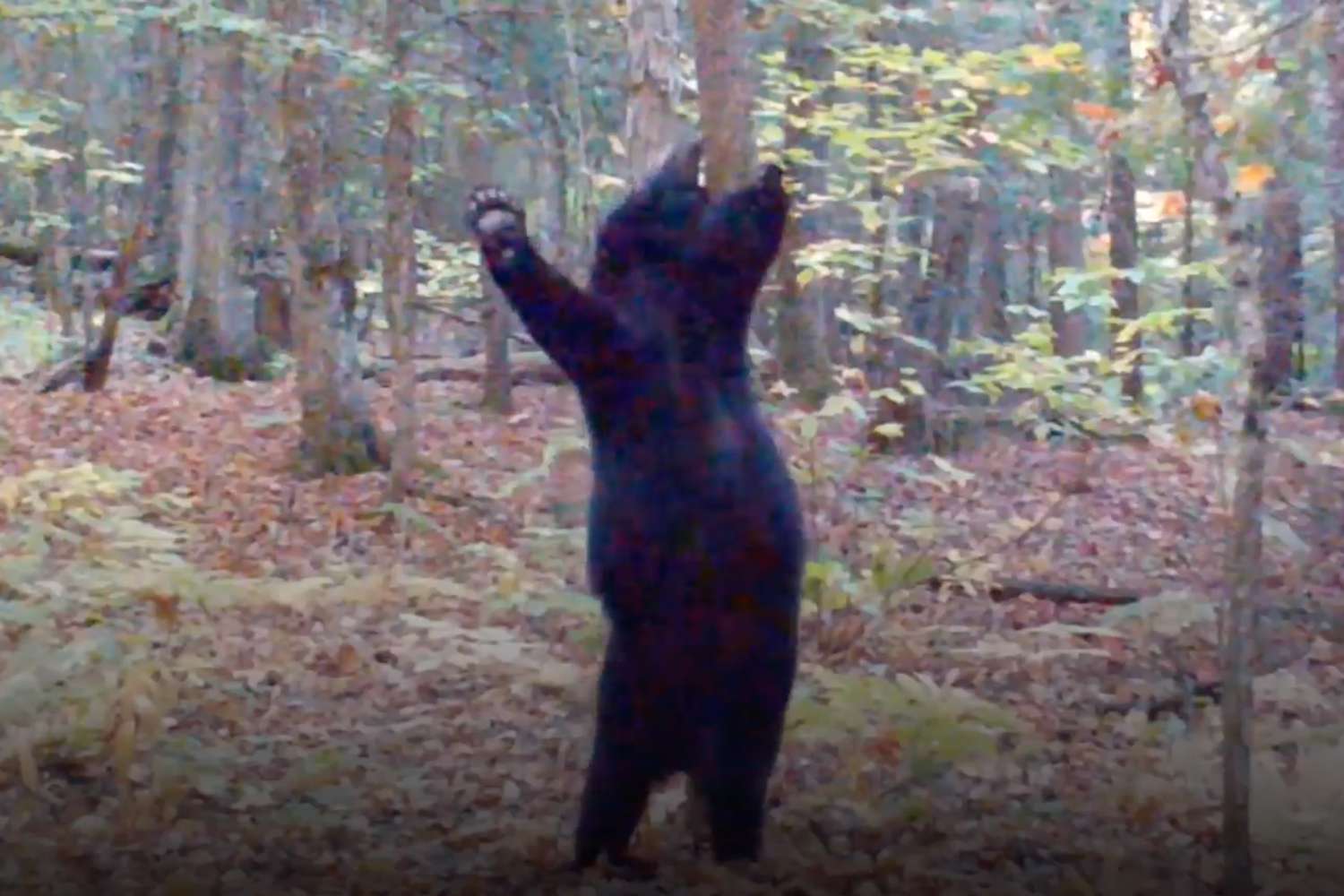 cathy mulholland recommends dancing bear videos real pic