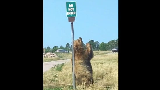 dancing bear videos real