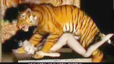 Best of Girl fucked by tiger