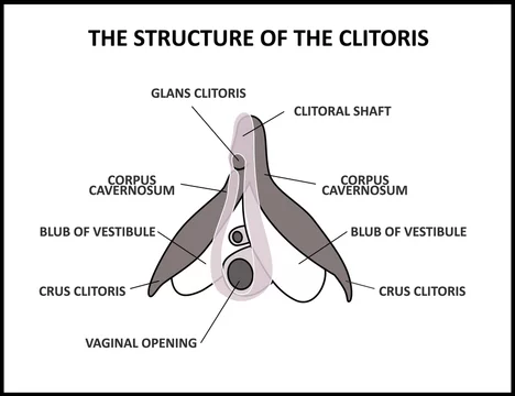 images of a clit