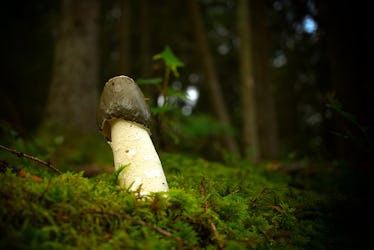 asa svard recommends big mushroom penis pic