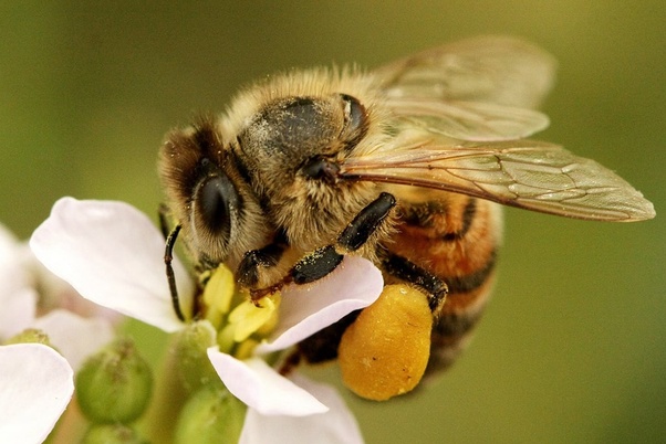 Hey Im Bee Ass cock clean