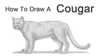 cindy deleon recommends How To Draw A Cougar