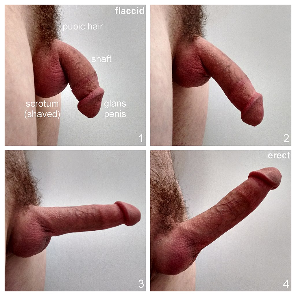 amanda j roberts add photo images of erect penises