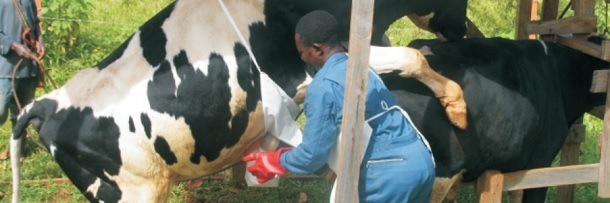 bull fucks a cow