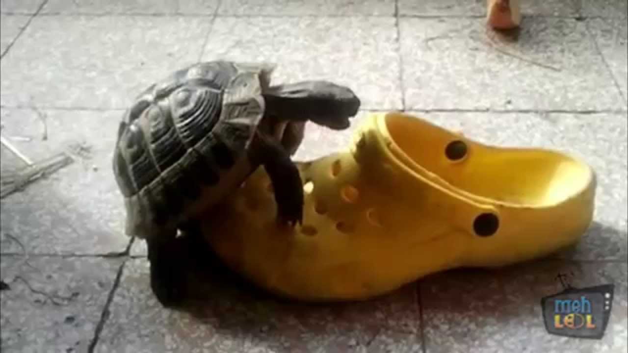 anakha nair recommends Turtle Having Sex Shoe