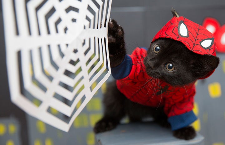 adil naushad recommends pictures of kittens in costumes pic