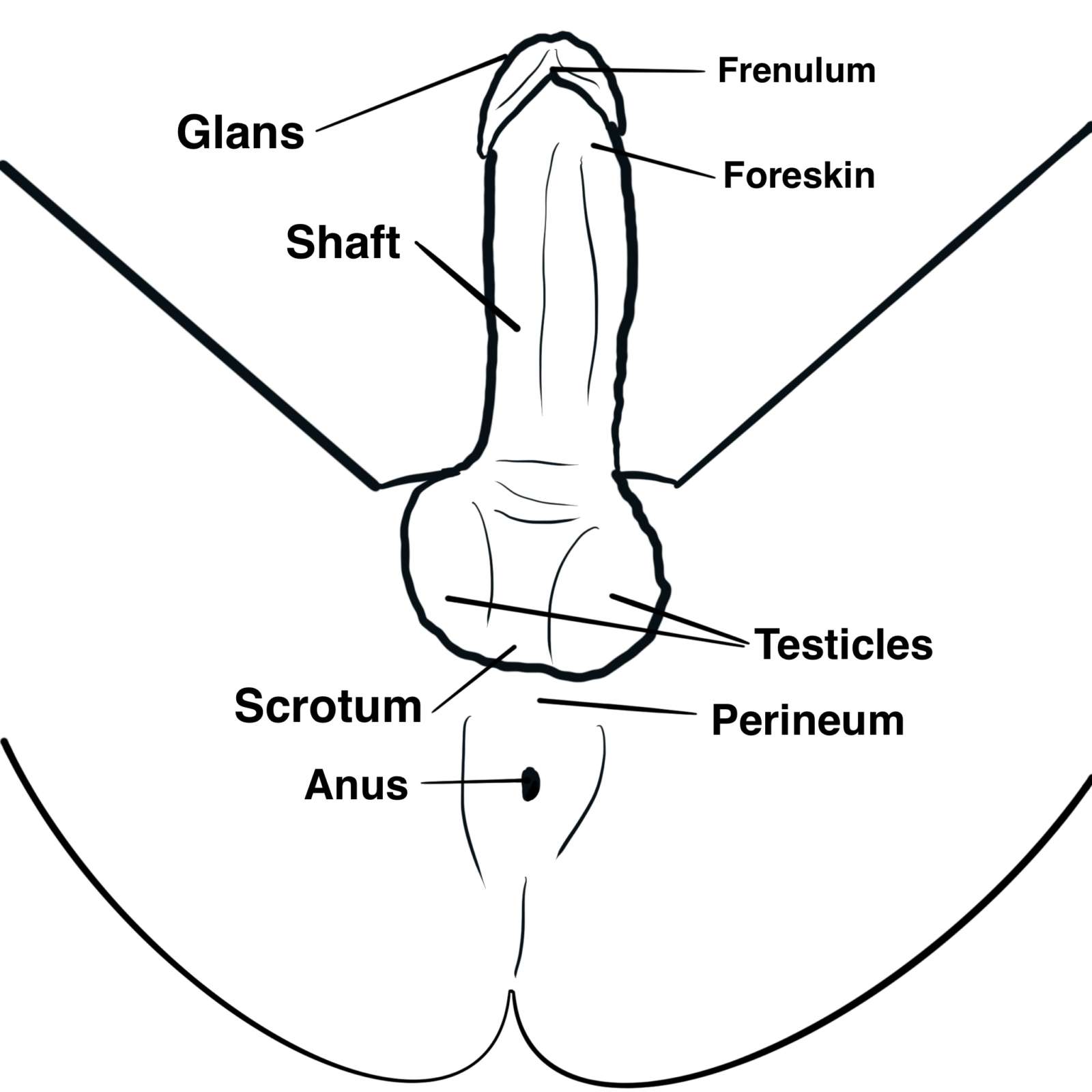 christine sexton recommends How To Stroke Your Penis