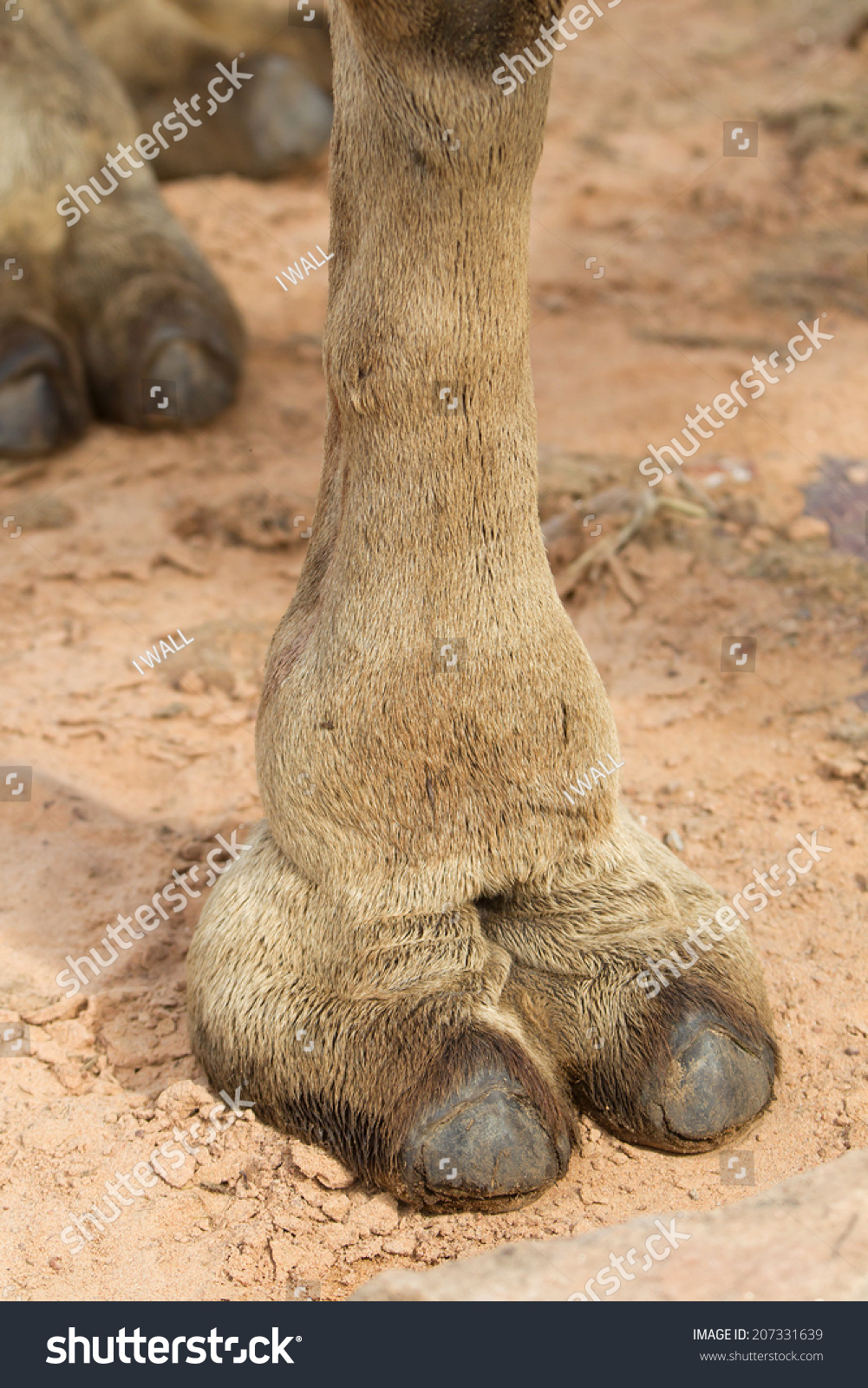 debra claflin share camel toez que es photos