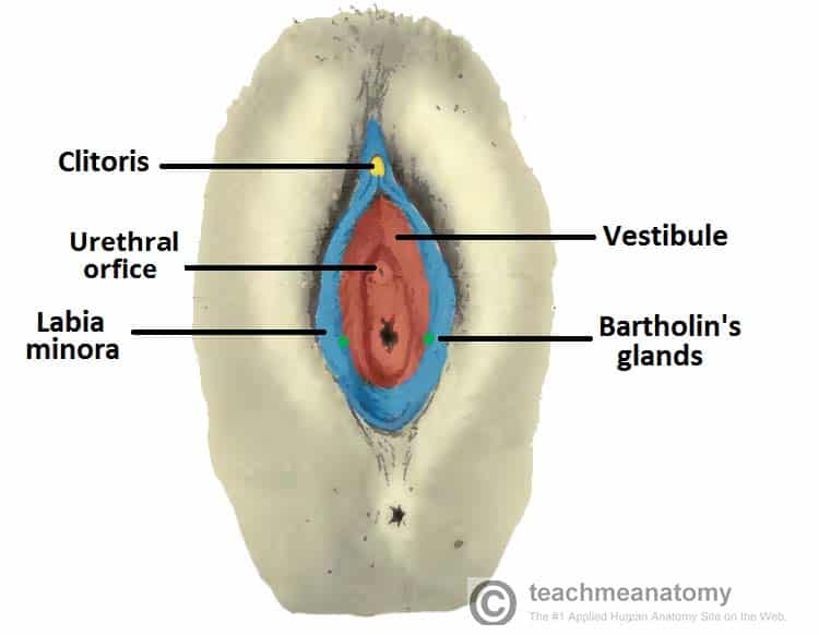 pictures of female urethra