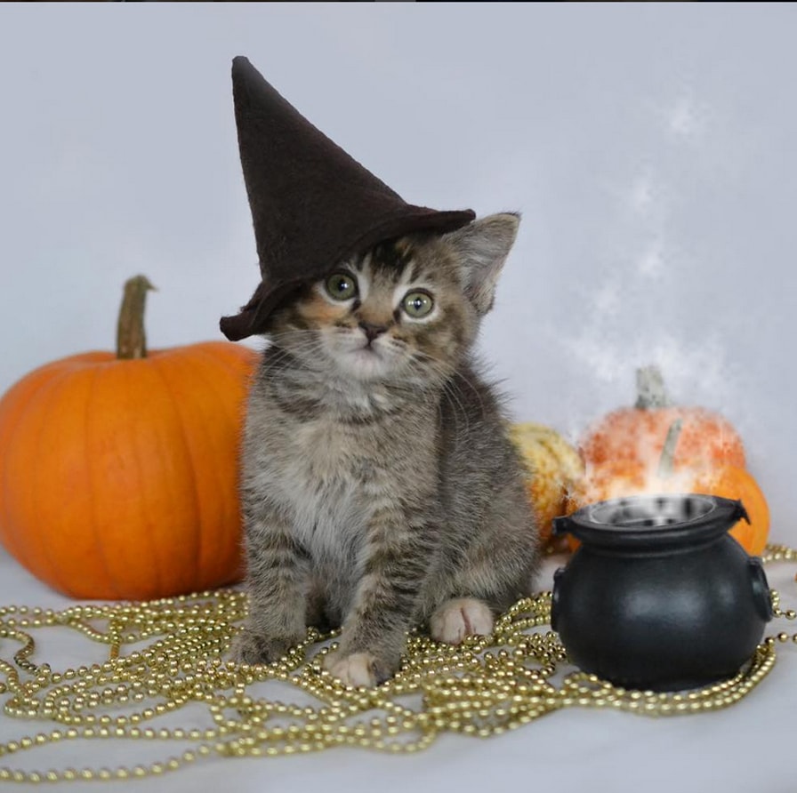 cheryl haver recommends pictures of kittens in costumes pic