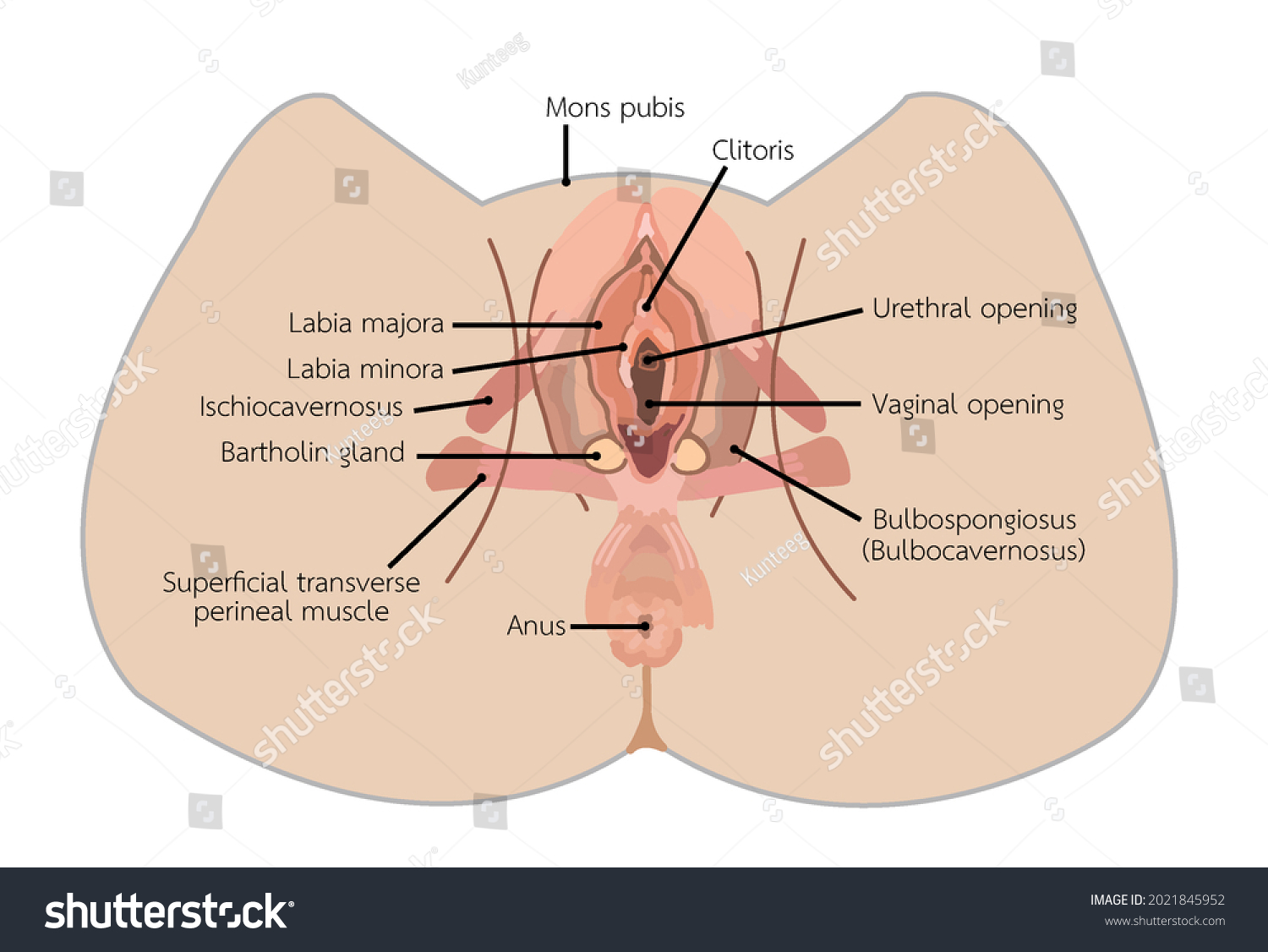 darrell nygaard recommends pictures of female urethra pic