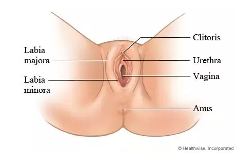 Which Hole Does The Penis Go In hole stretching