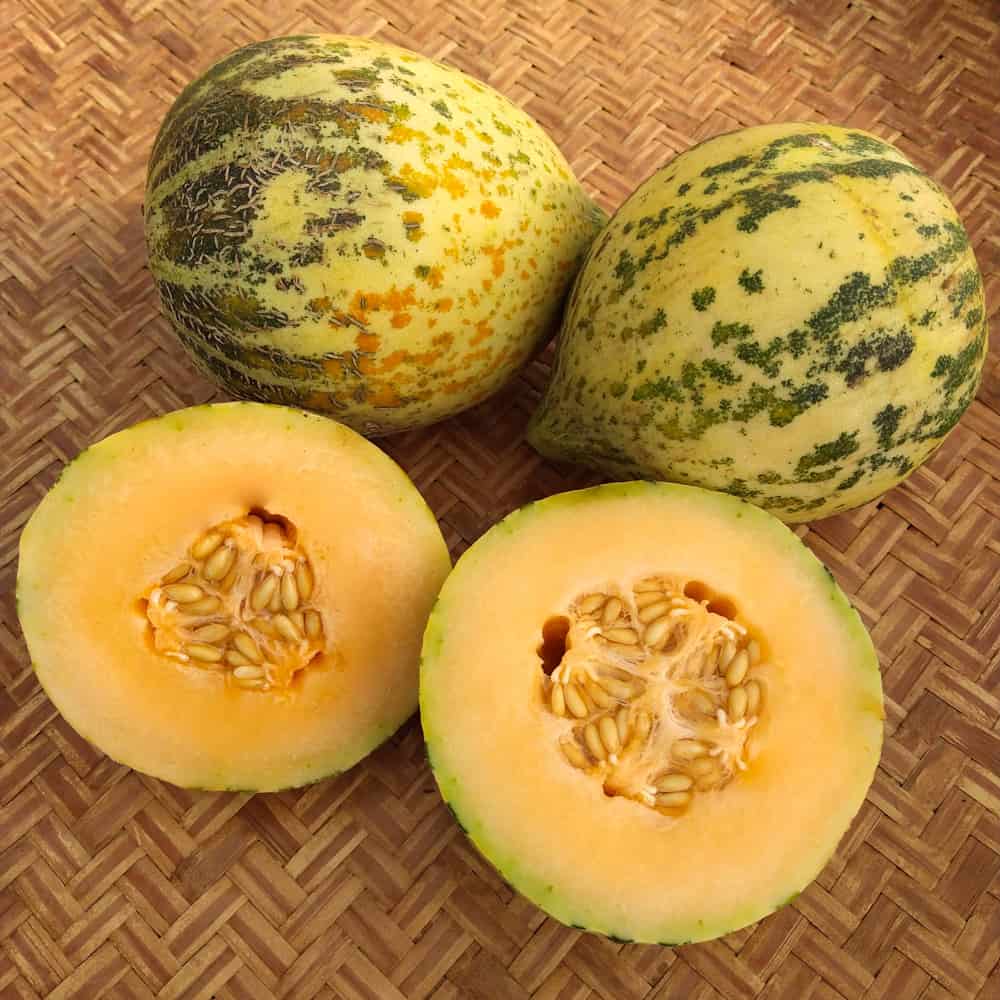 carly tan recommends Young Ripe Melons 2