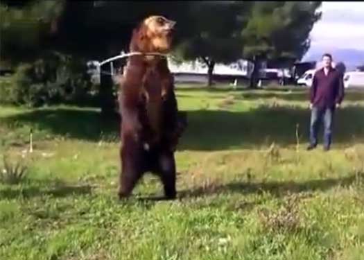 adolfo fundora add dancing bear videos real photo