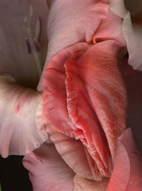 david hanken recommends worlds most beautiful vagina pic