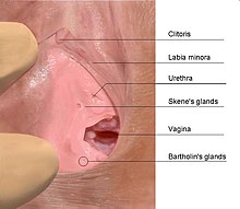 Ejaculation Dans Le Vagin tranny sites