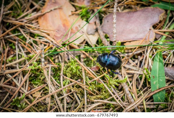 blue sparkle recommends Big Black And Hung