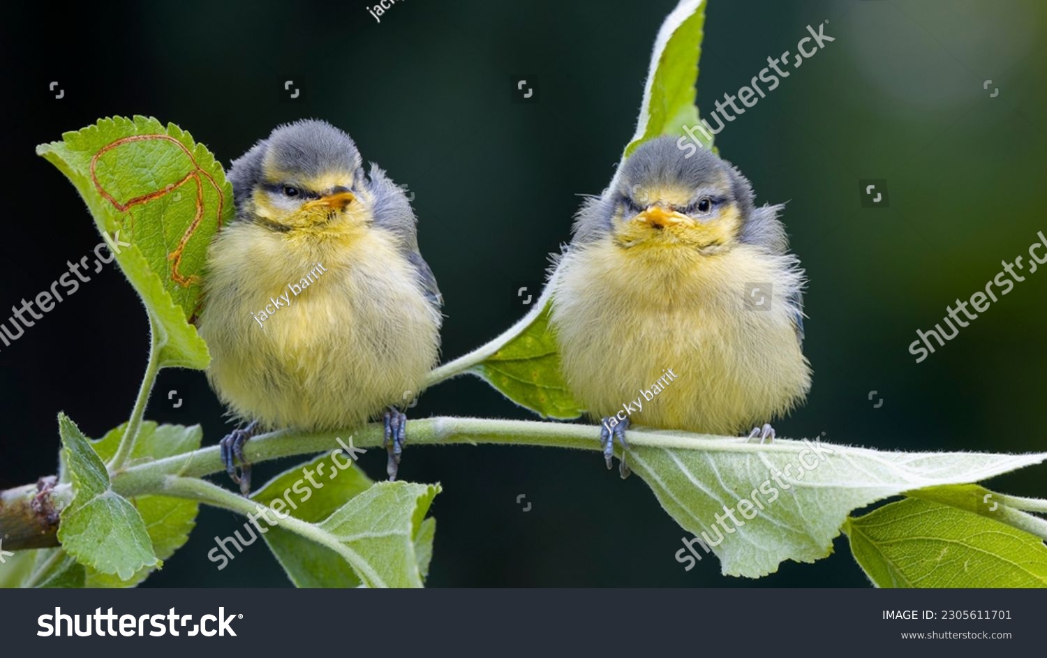 Best of Little chicks big tits