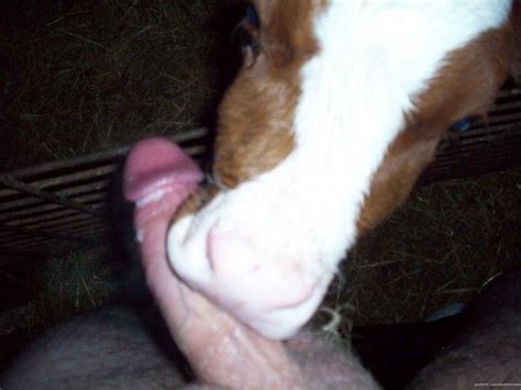 calf sucking my cock