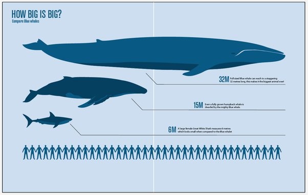 chimere henderson add photo shark fucking a whale