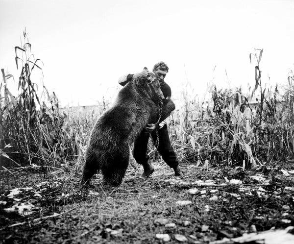 aaron fogle recommends dancing bear videos real pic