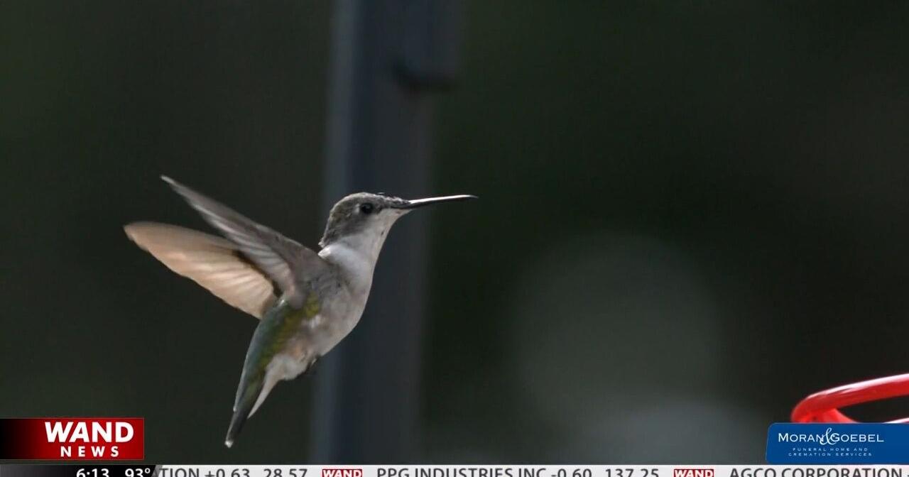 brent lint recommends Magic Wand Hummingbird Video