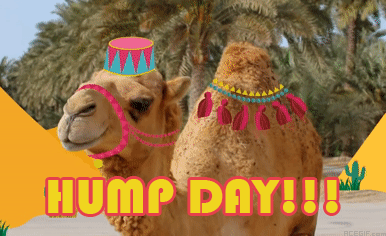 arlin jimenez recommends sexy hump day gif pic