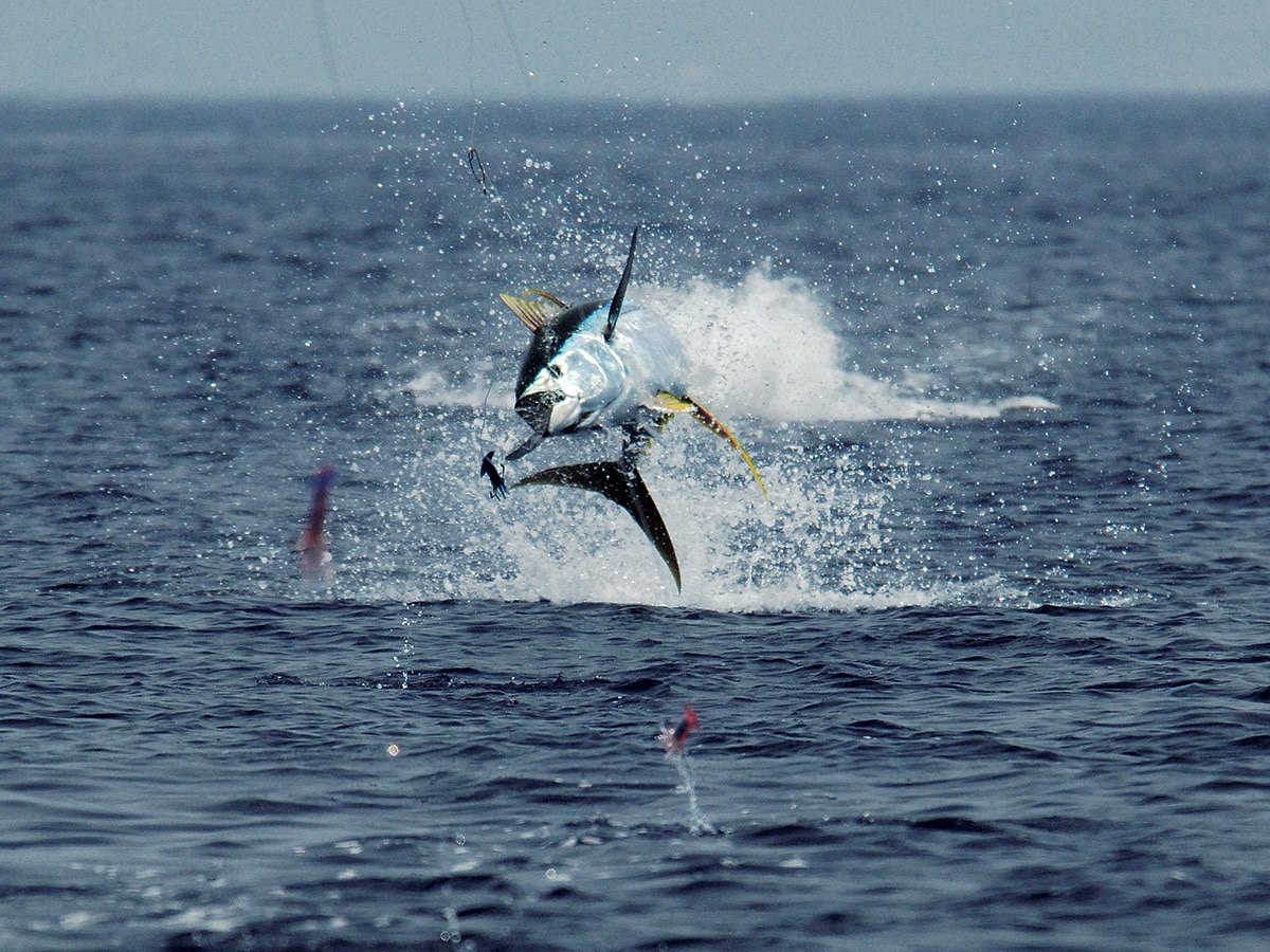 babak namiranian share explosion on wicked tuna photos