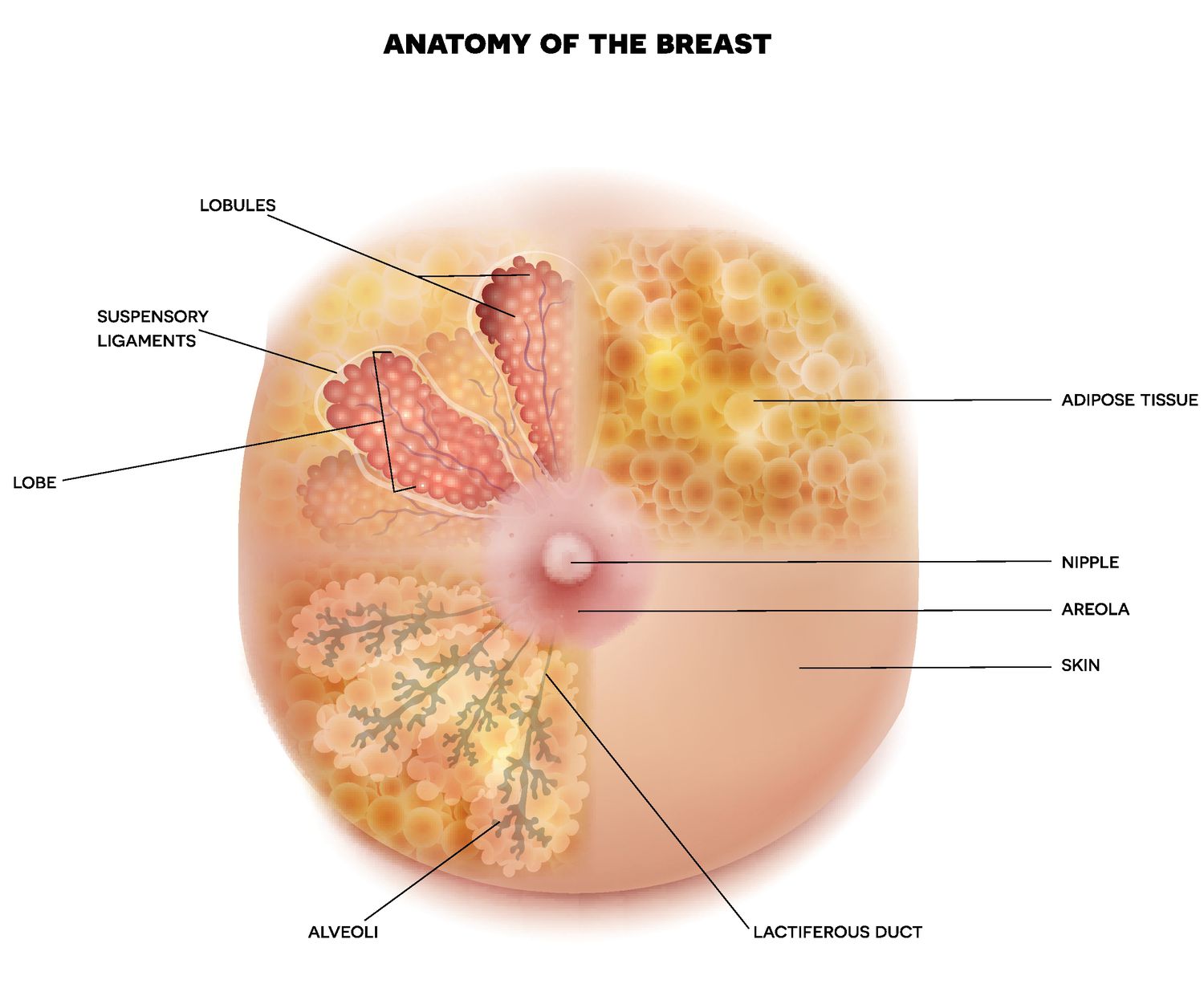 anthony gilbreath recommends My Areolas Are Big