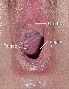 chad durrant recommends Female Vagina Photographs