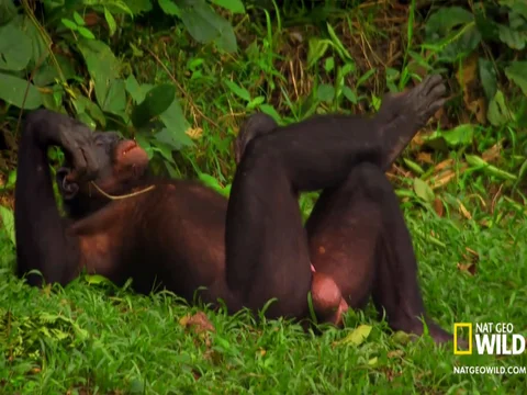 Best of Girl fucked by chimp
