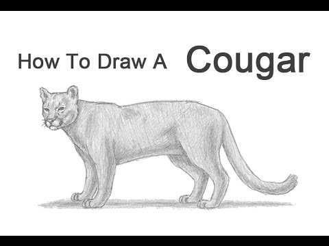 candy lilly recommends How To Draw A Cougar