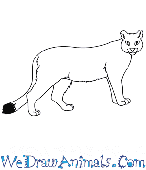 how to draw a cougar