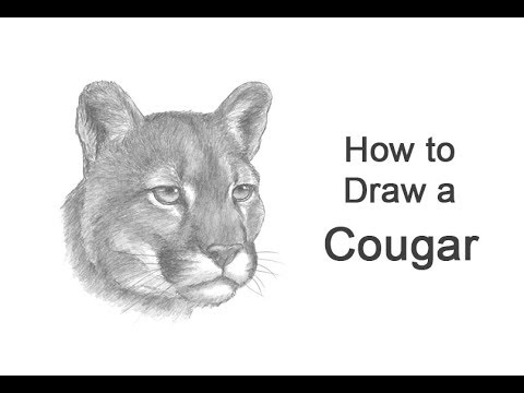 denise lydon share how to draw a cougar photos