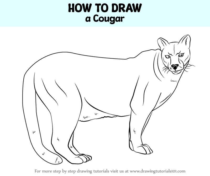 andre hurst recommends How To Draw A Cougar