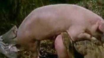 dicky johnson recommends men fucking a pig pic