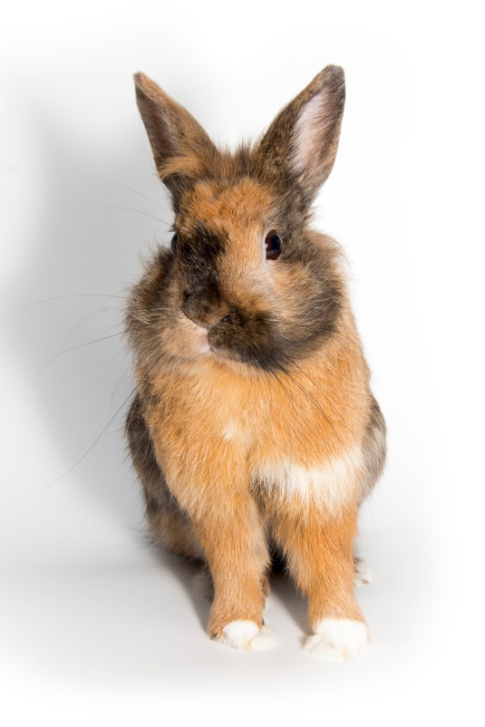 denese lee share new brown bunnies photos