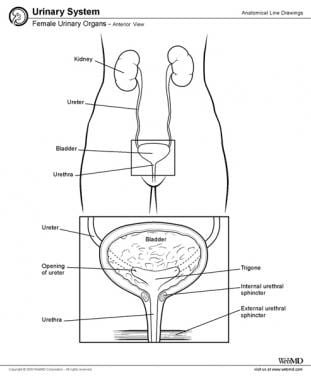 abed tamimi recommends pictures of female urethra pic