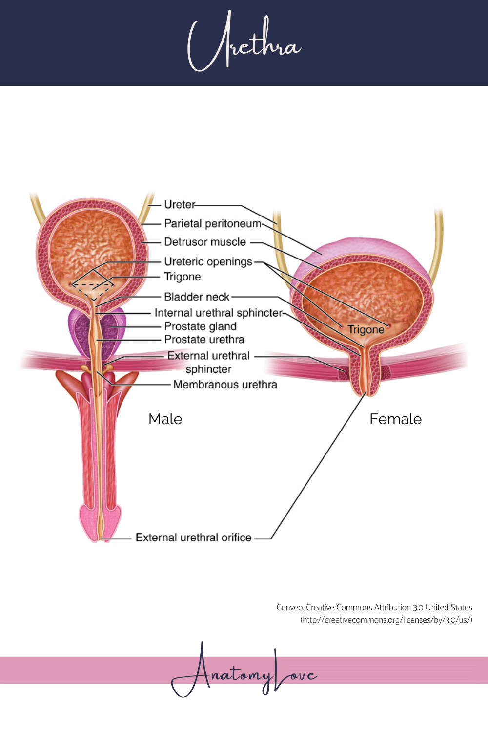 derrick ellerson share pictures of female urethra photos